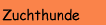 Berner Sennenhund